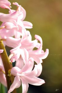 Pink in light